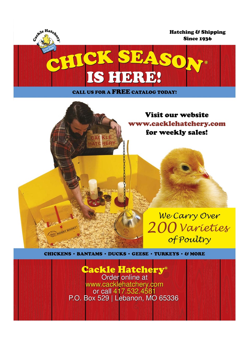 Chickens Magazine Preview Pages