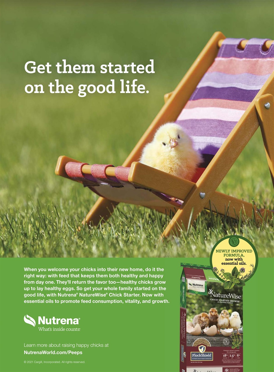 Chickens Magazine Preview Pages