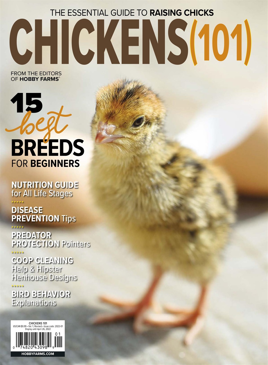 Chickens Magazine Preview Pages