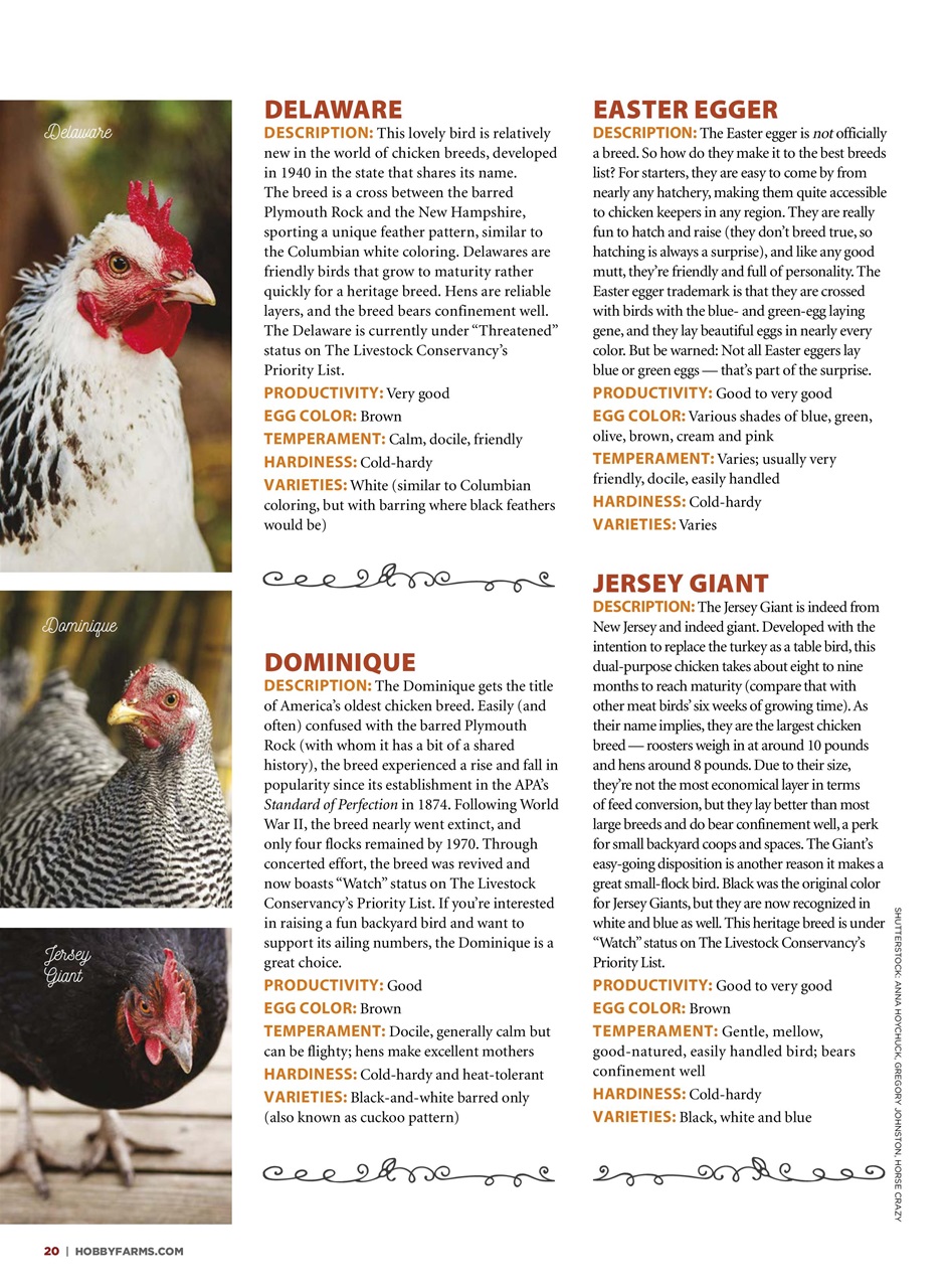 Chickens Magazine Preview Pages