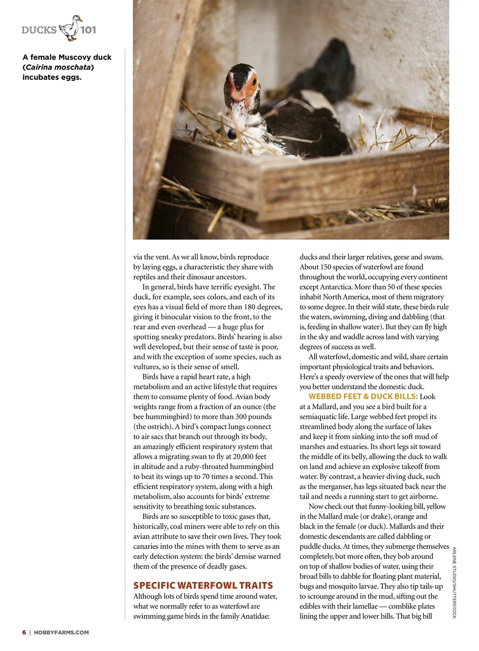 Chickens Magazine Preview Pages