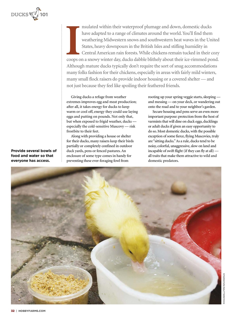 Chickens Magazine Preview Pages