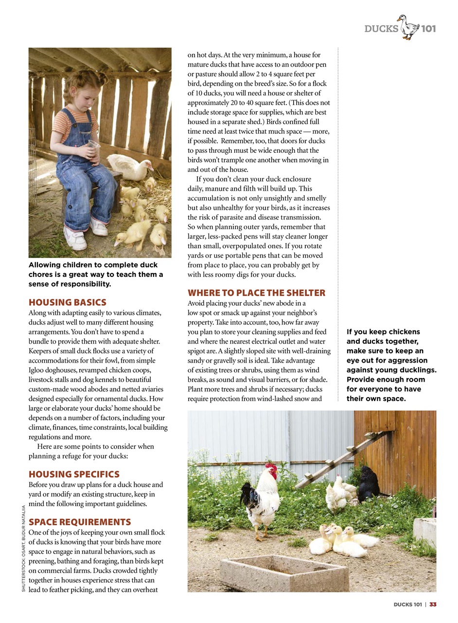 Chickens Magazine Preview Pages