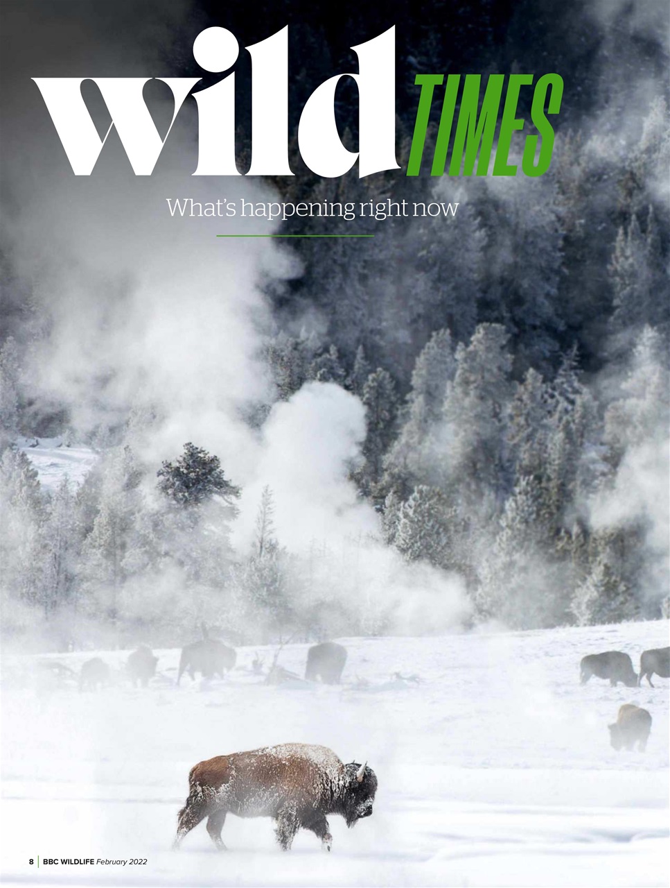 BBC Wildlife Magazine Preview Pages