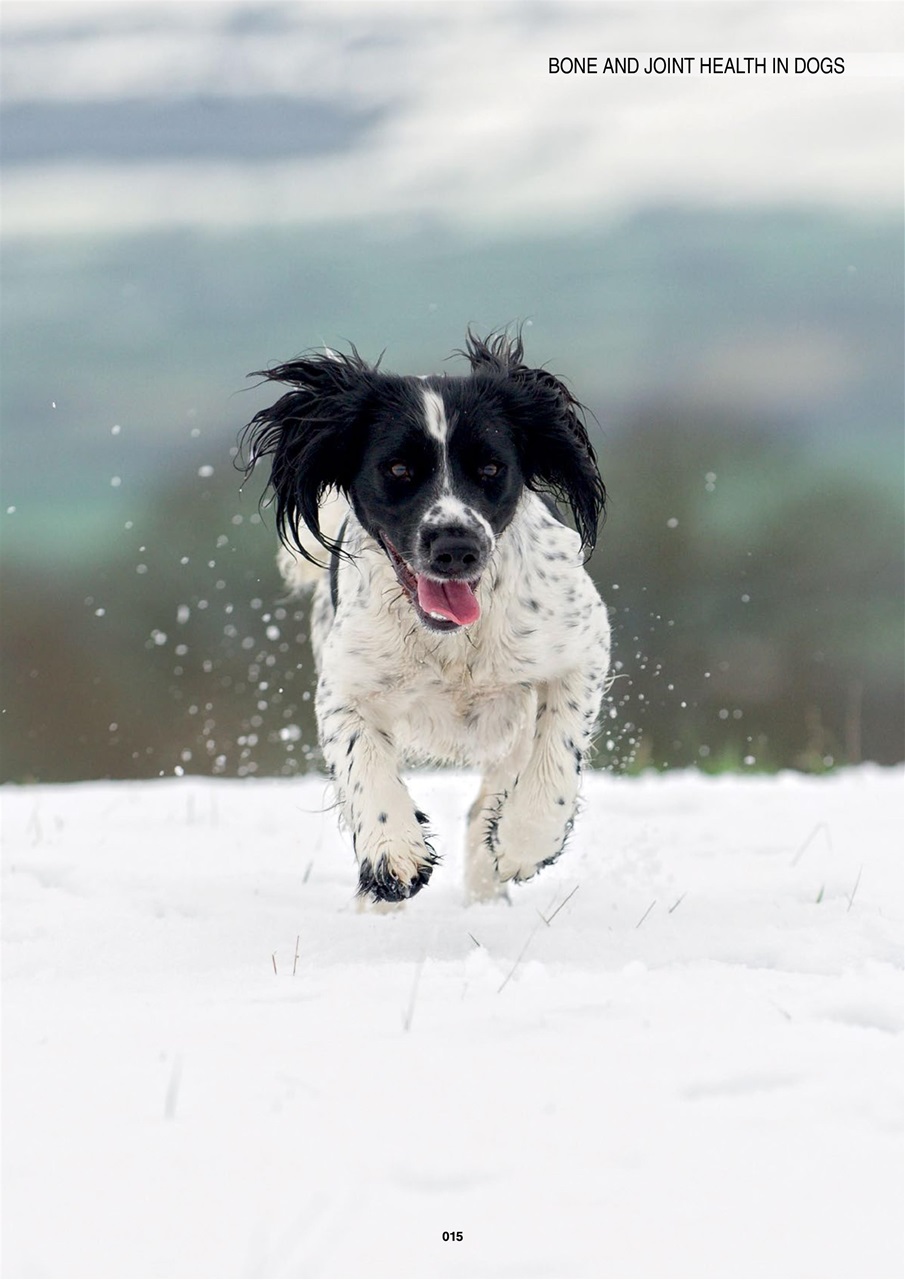 Edition Dog Preview Pages