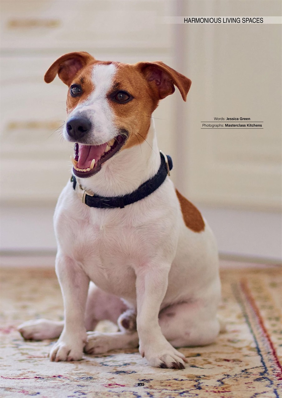 Edition Dog Preview Pages