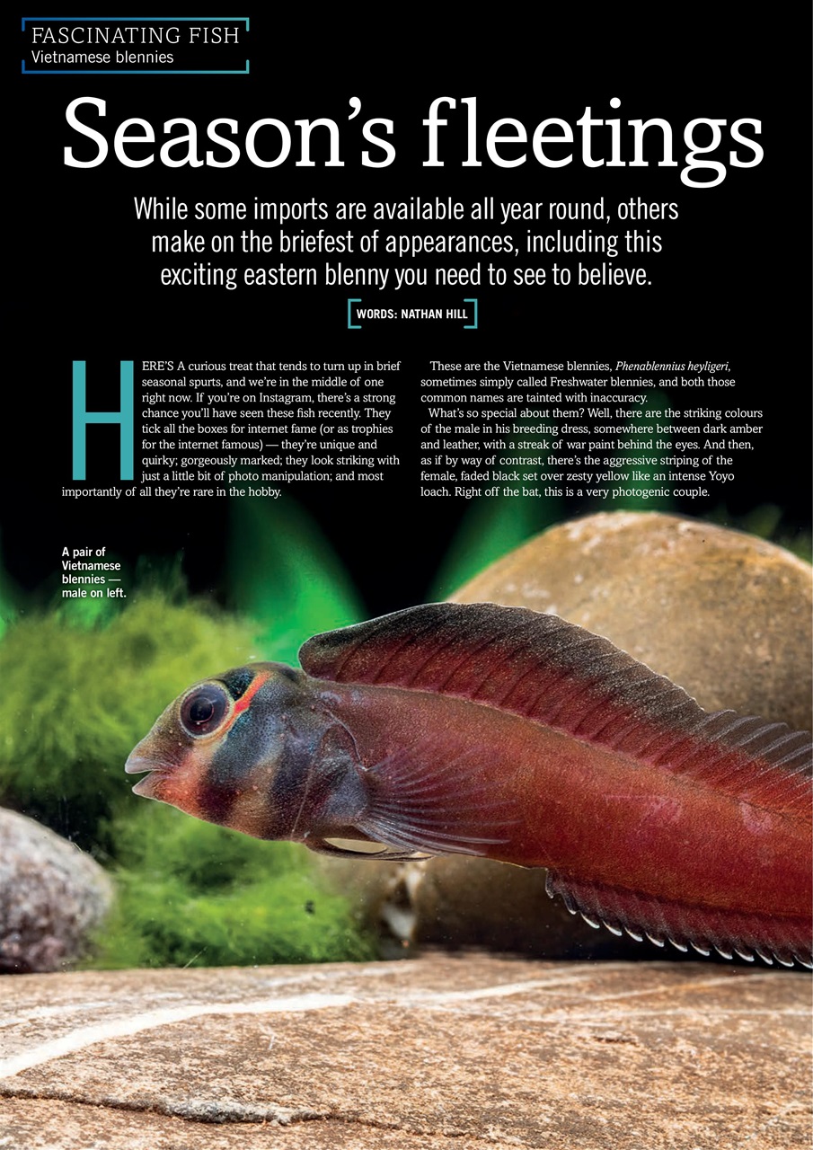 Practical Fishkeeping Preview Pages