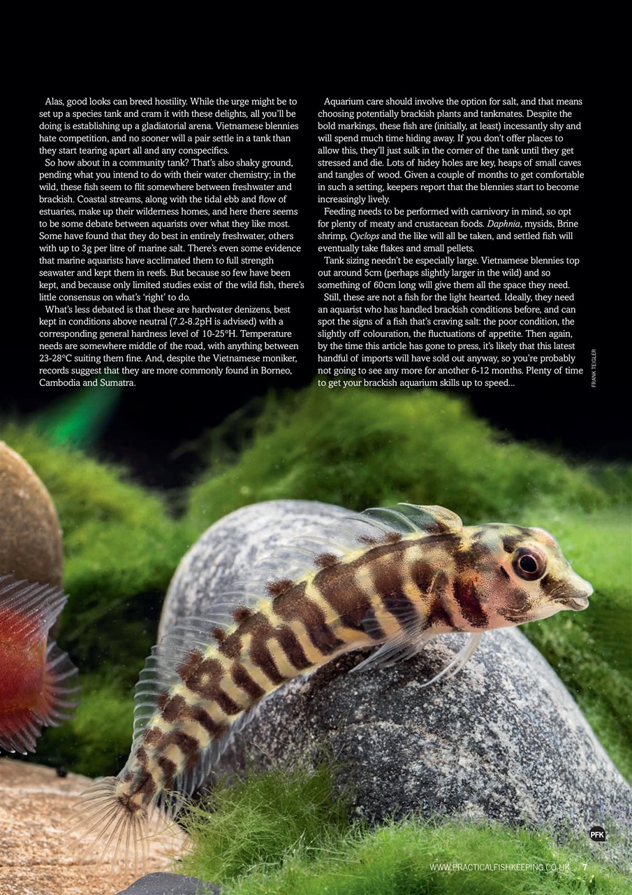 Practical Fishkeeping Preview Pages