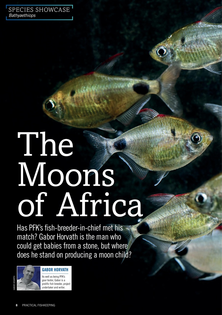 Practical Fishkeeping Preview Pages