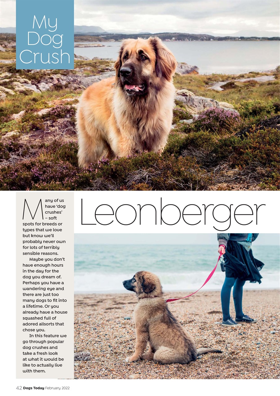 Dogs Today Magazine Preview Pages