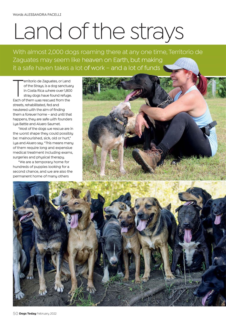 Dogs Today Magazine Preview Pages