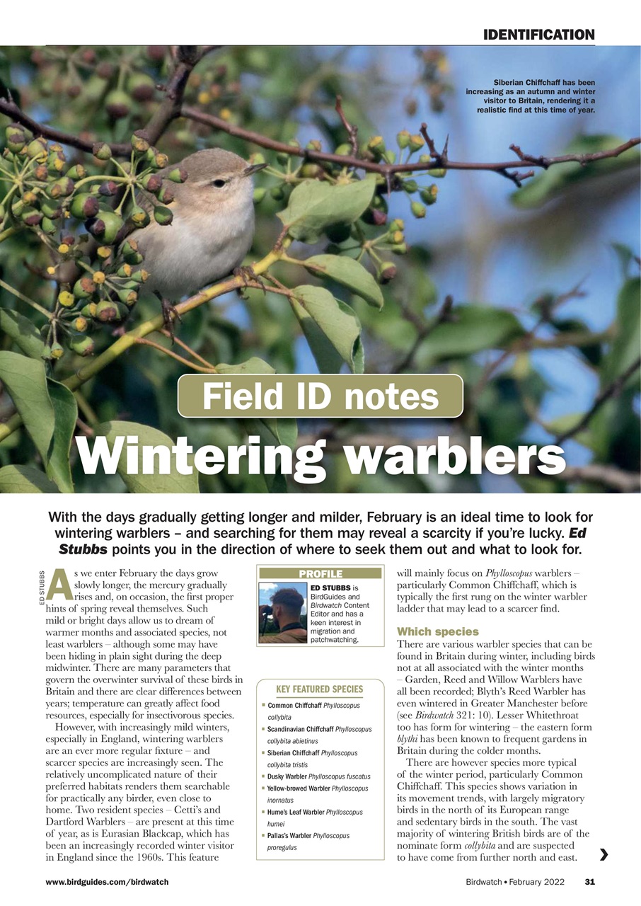 Birdwatch Magazine Preview Pages