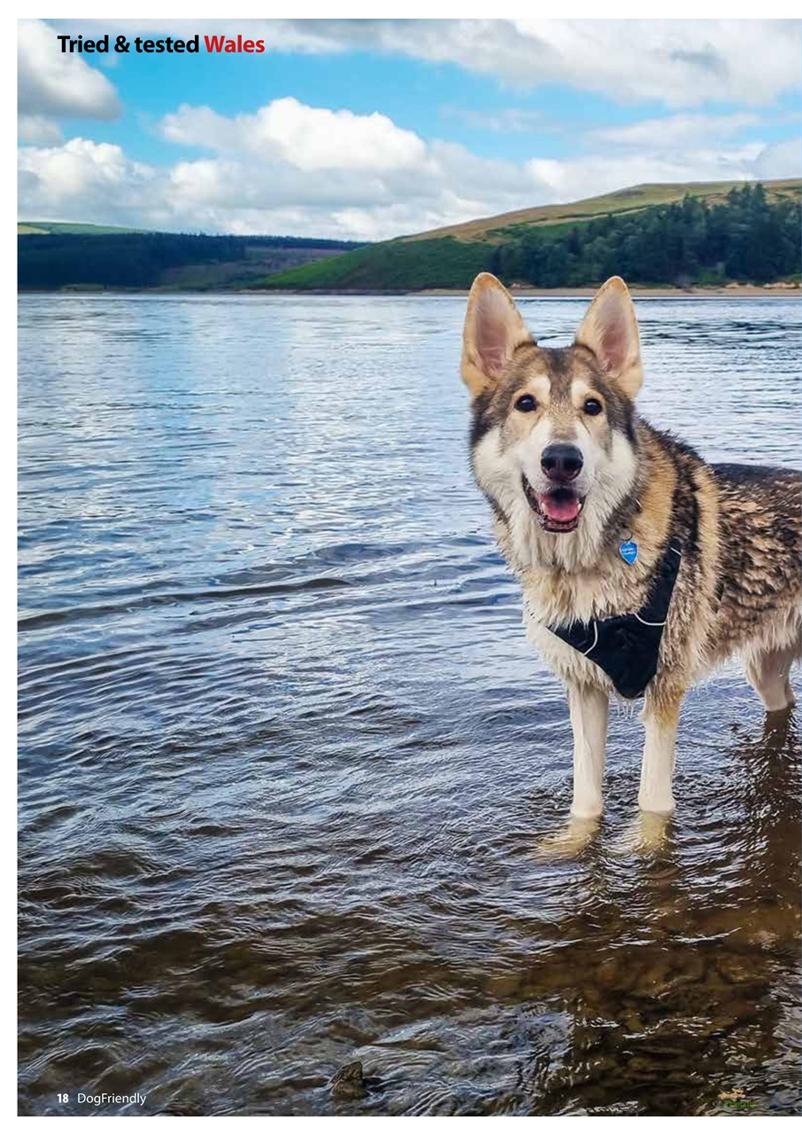 Dog Friendly Preview Pages