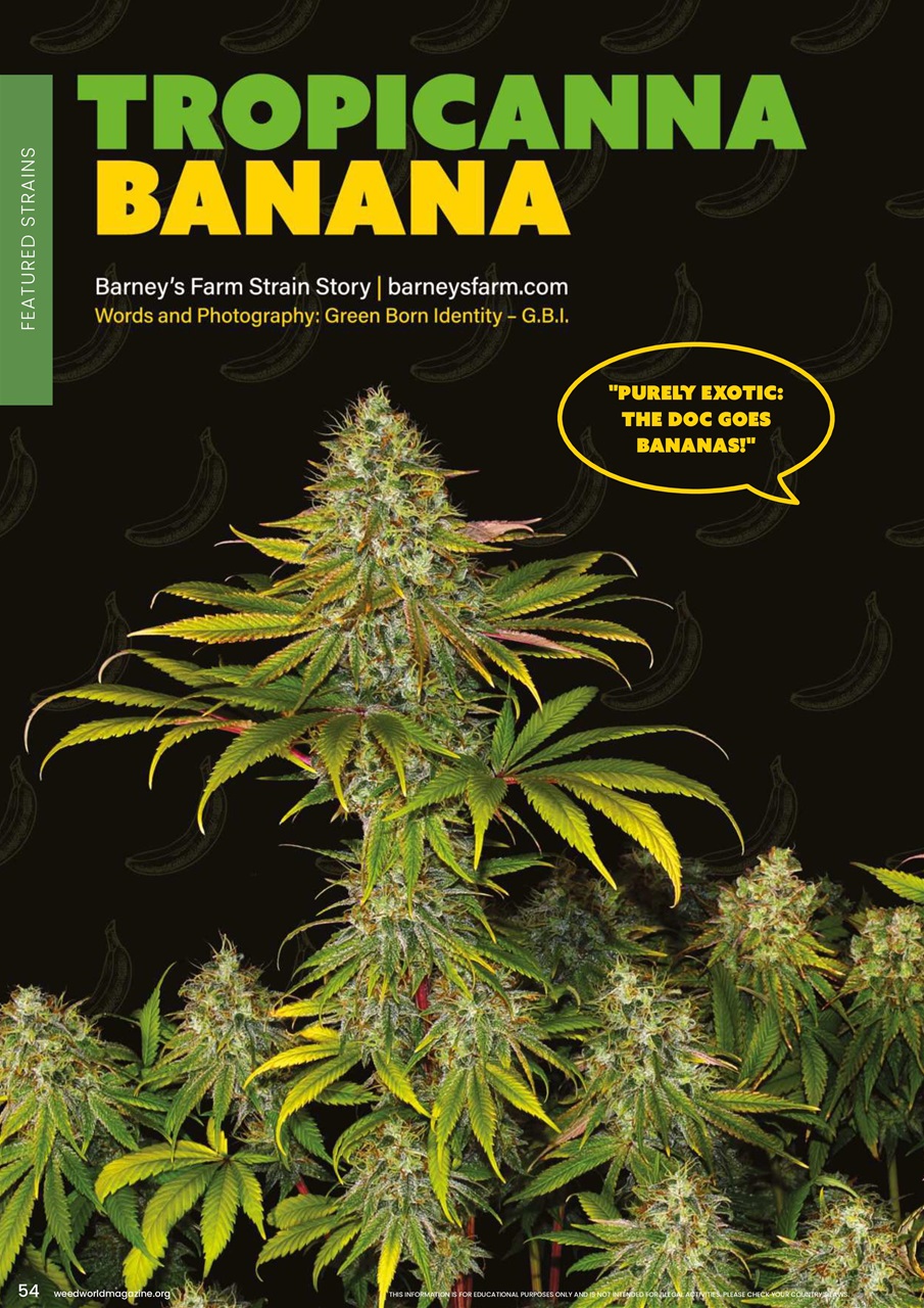 Weed World Preview Pages