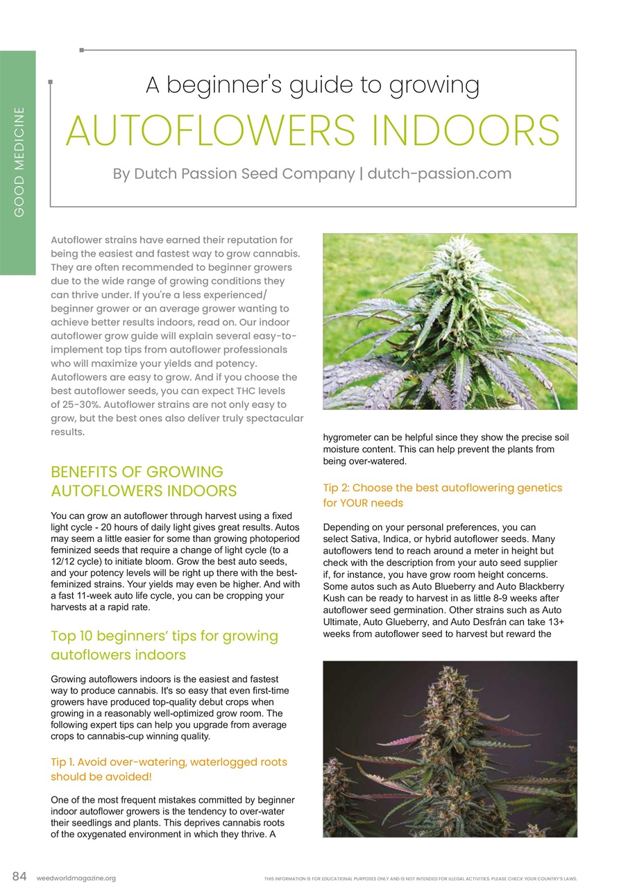 Weed World Preview Pages