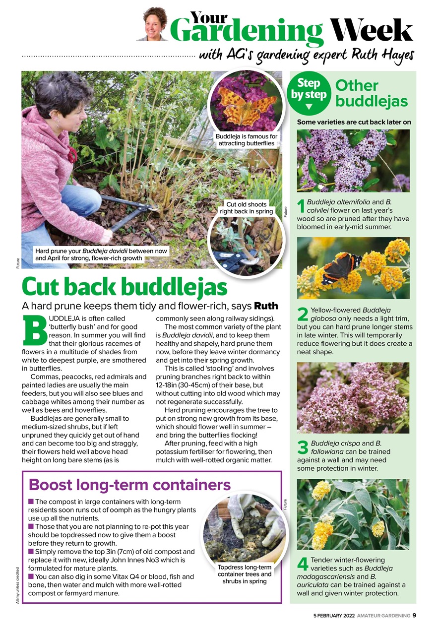 Amateur Gardening Preview Pages