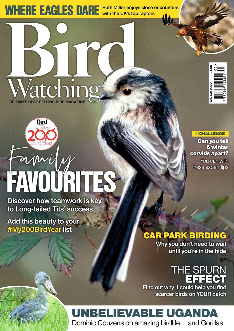 Bird Watching Preview Pages