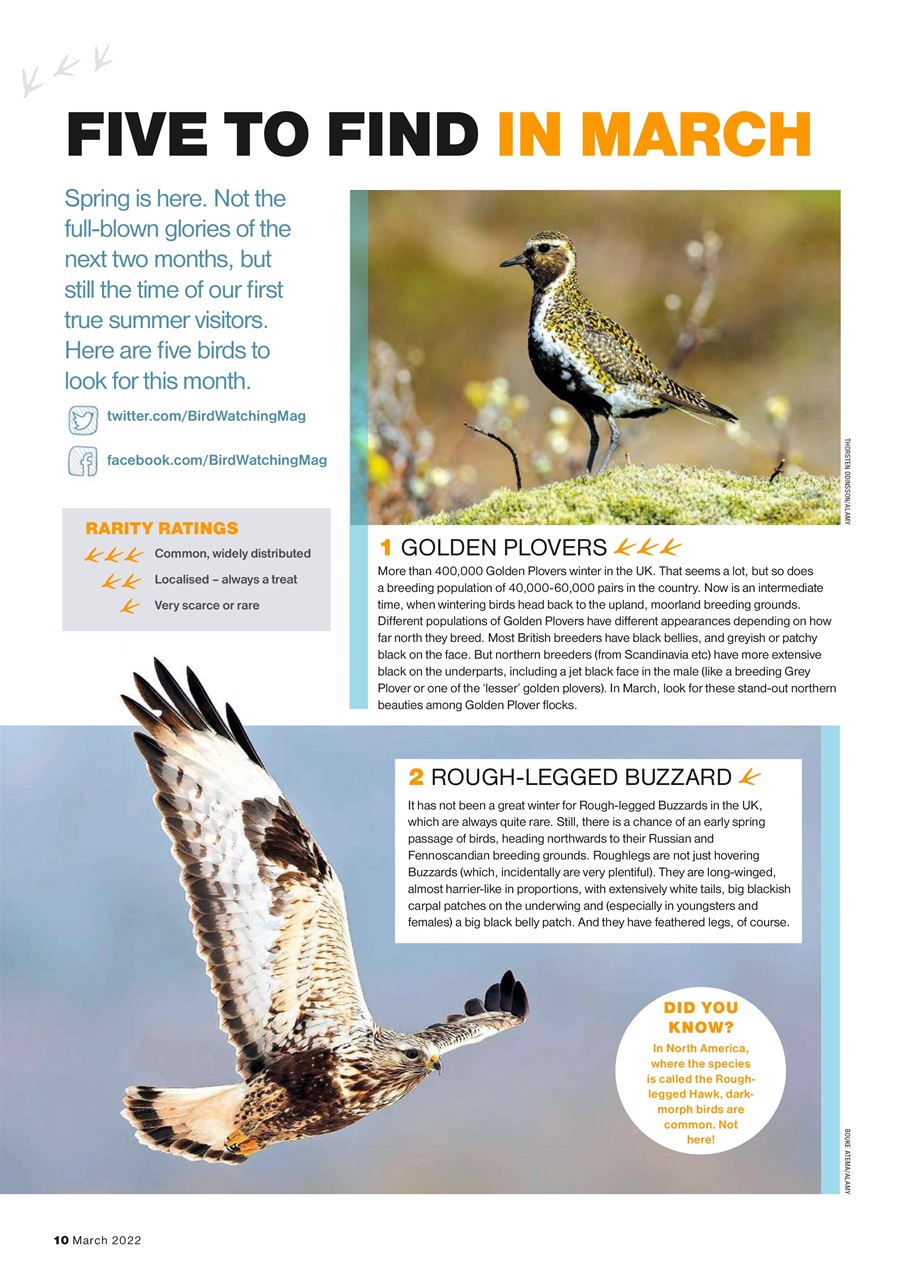 Bird Watching Preview Pages