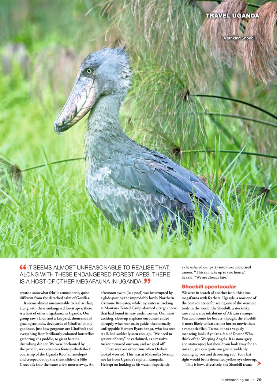 Bird Watching Preview Pages