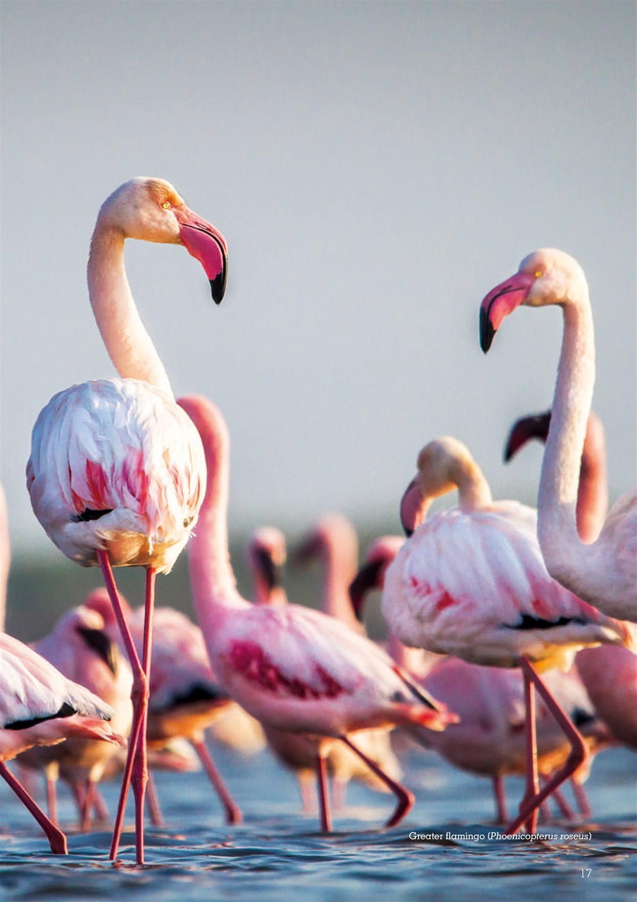 Exotics Keeper Preview Pages