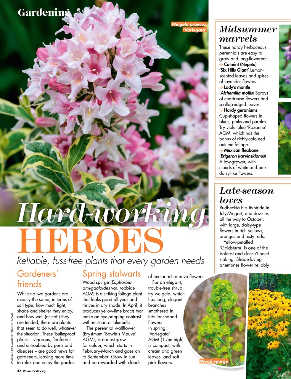 Woman's Weekly Preview Pages