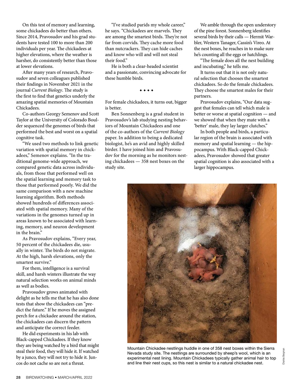 BirdWatching Preview Pages