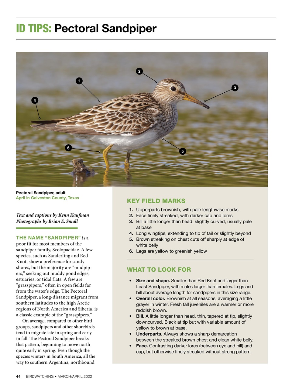 BirdWatching Preview Pages