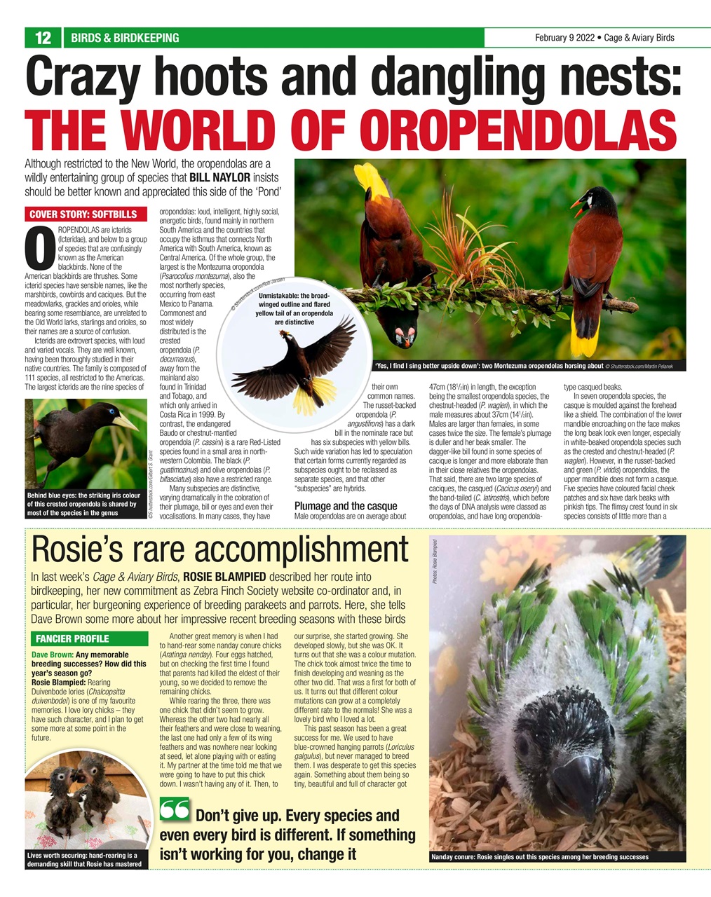 Cage & Aviary Birds Preview Pages