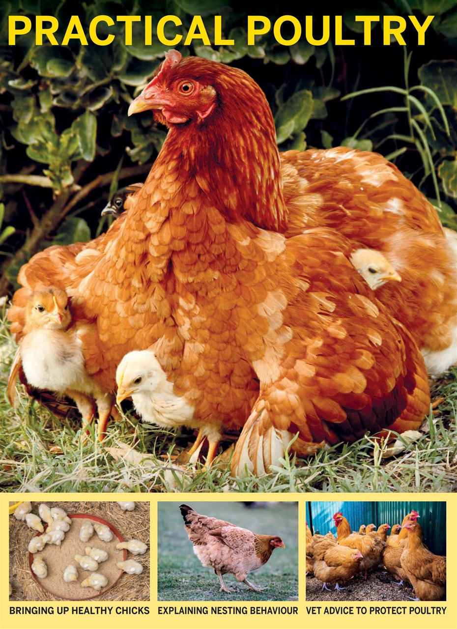 The Smallholder Preview Pages