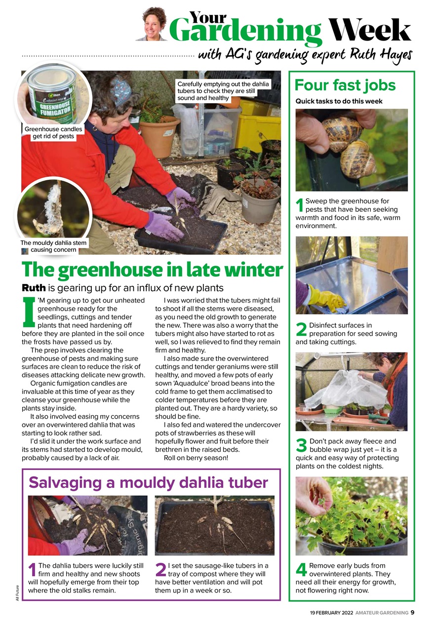 Amateur Gardening Preview Pages