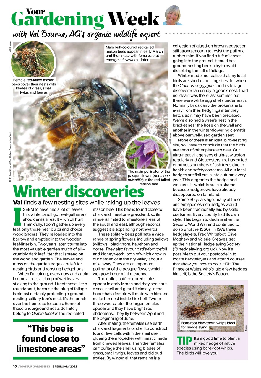 Amateur Gardening Preview Pages