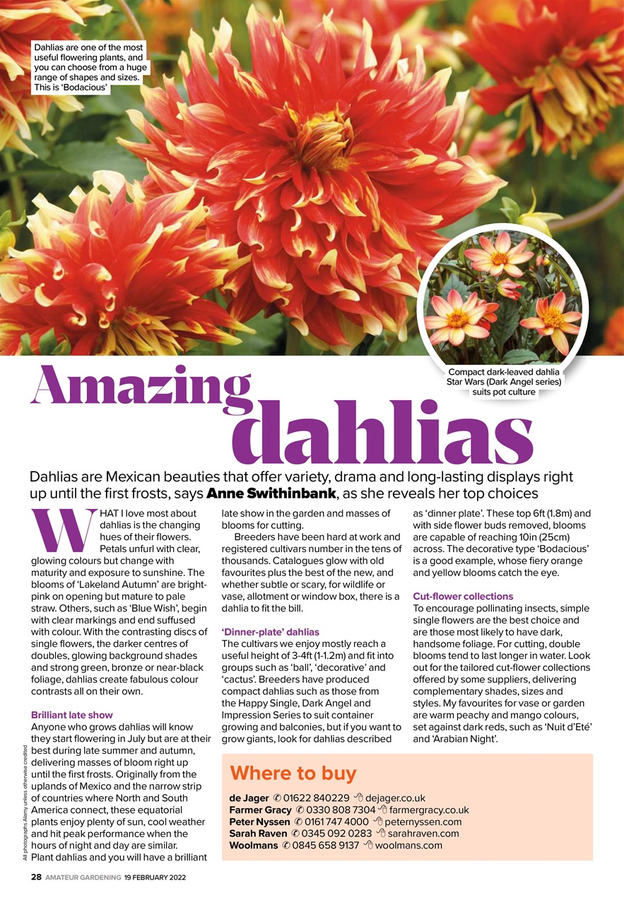 Amateur Gardening Preview Pages