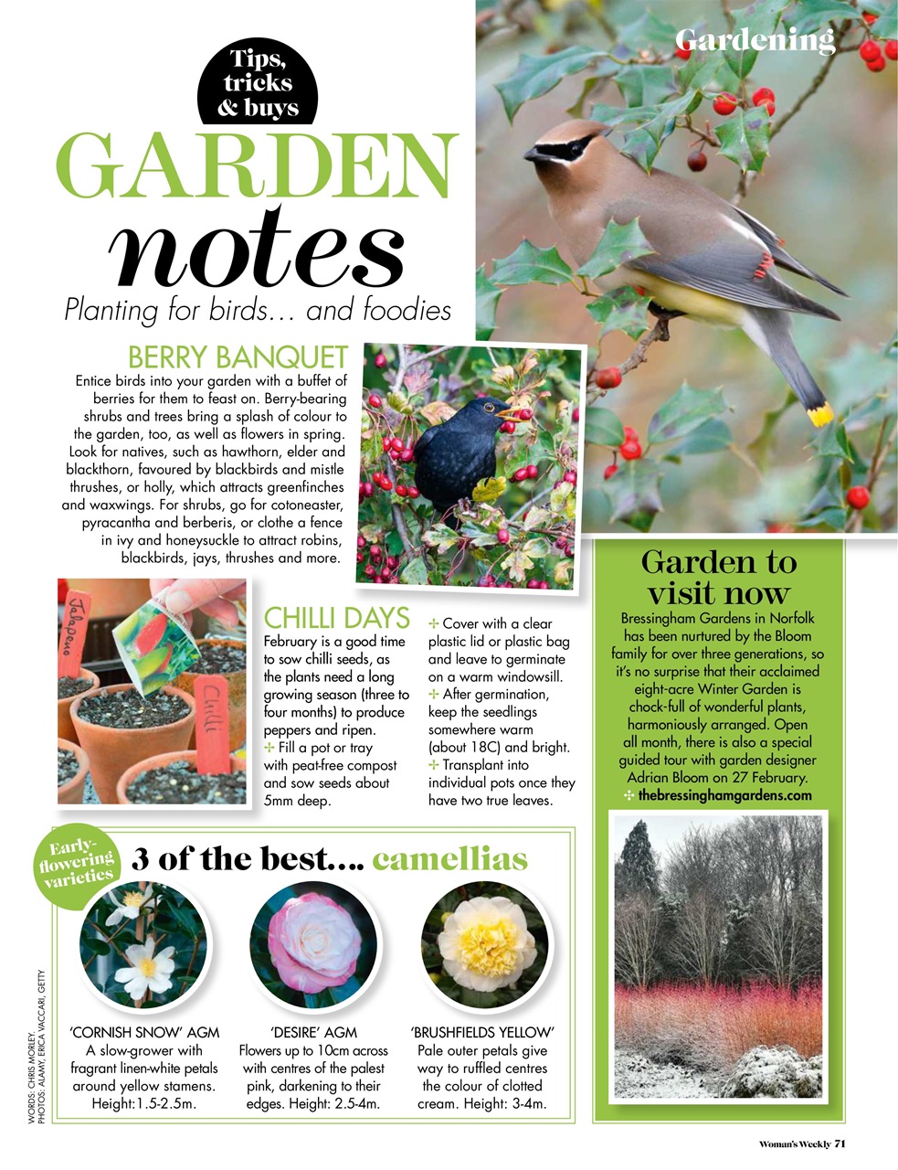 Woman's Weekly Preview Pages