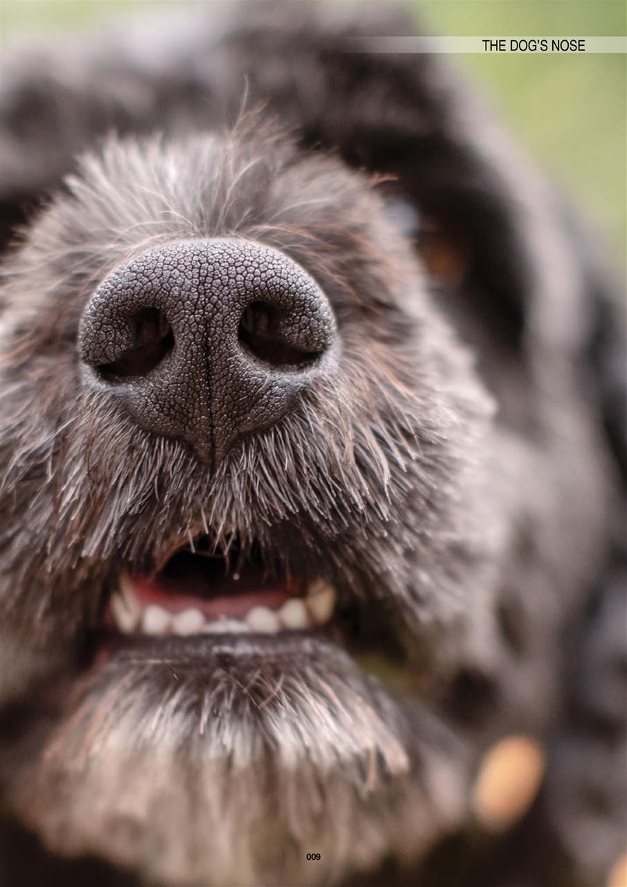 Edition Dog Preview Pages