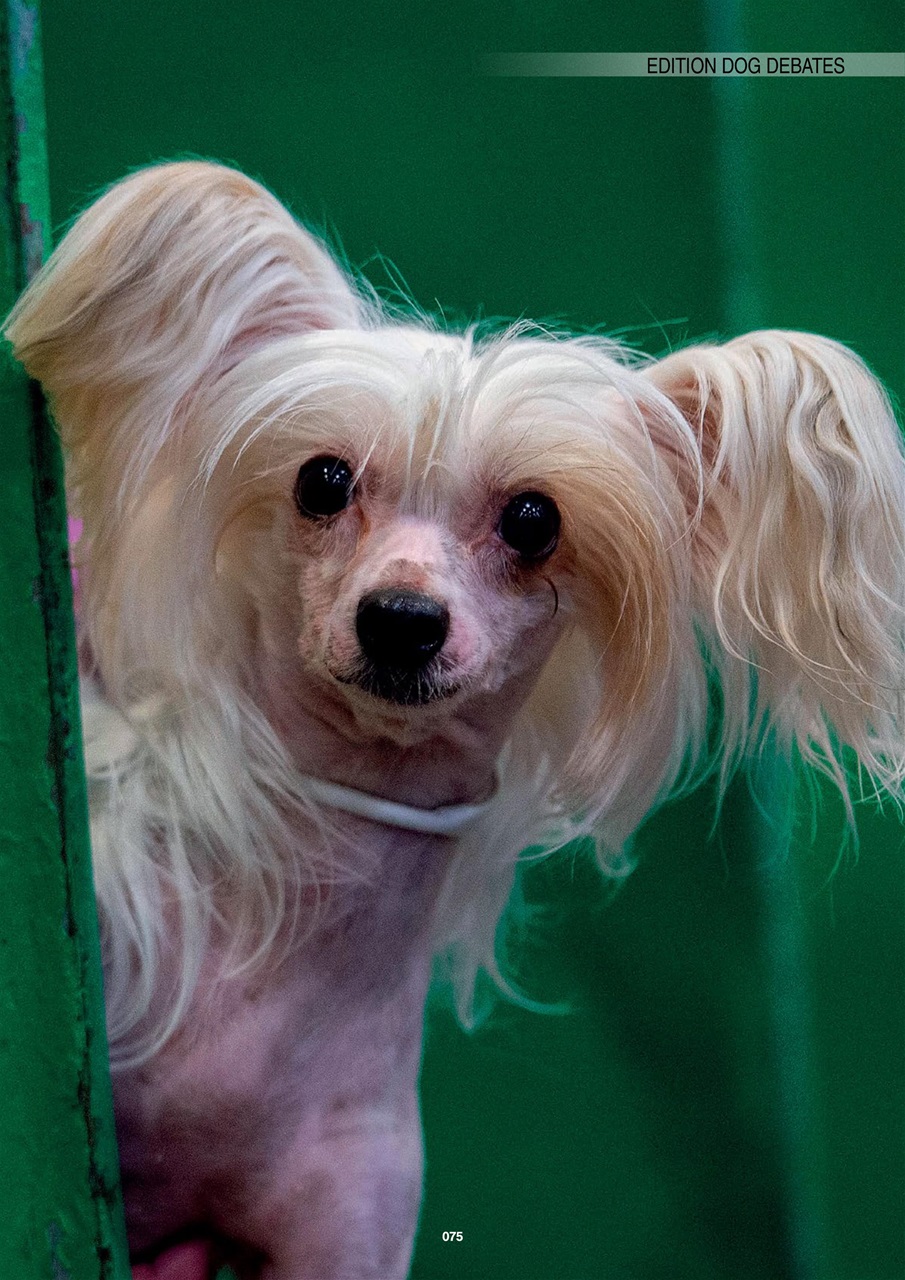 Edition Dog Preview Pages