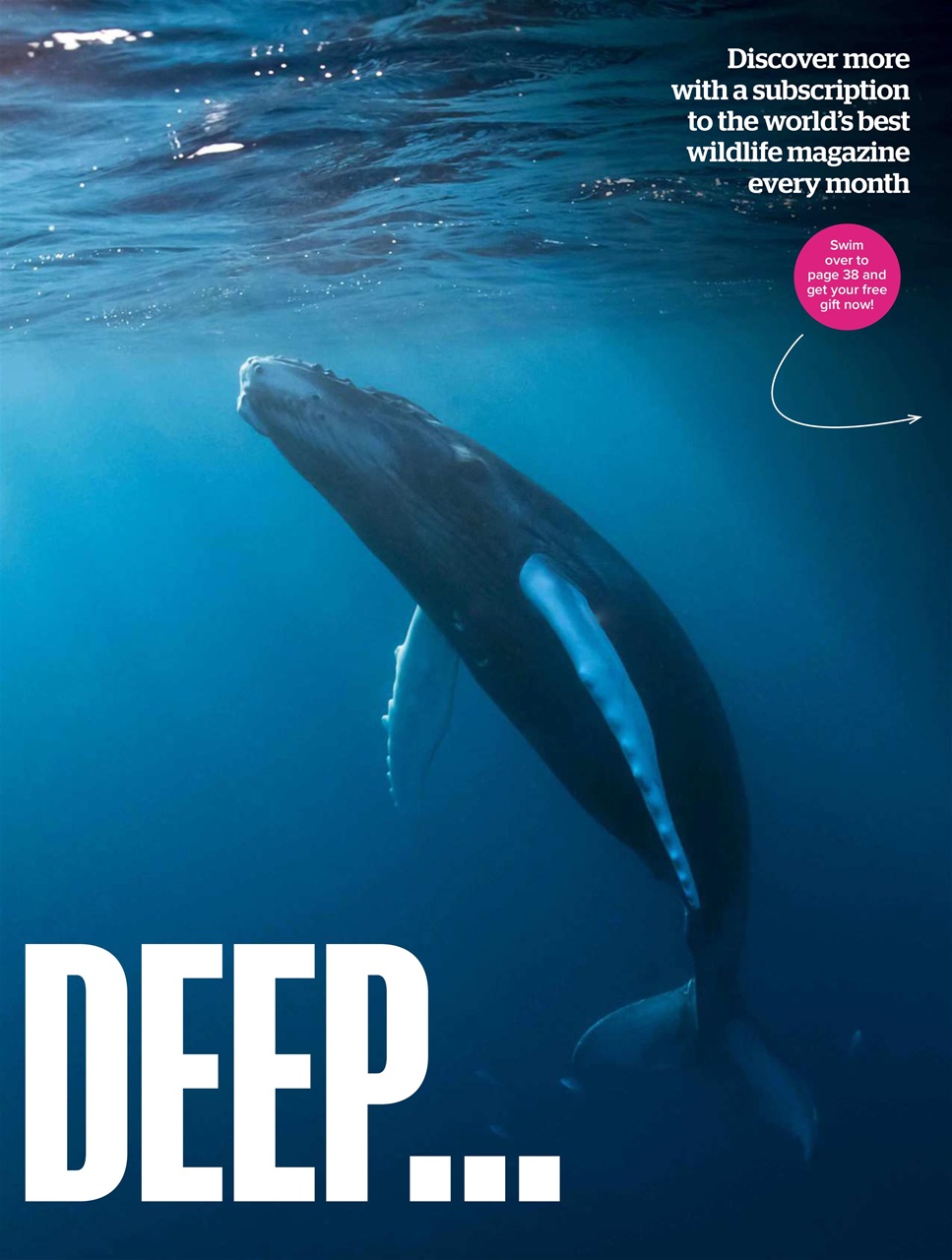BBC Wildlife Magazine Preview Pages