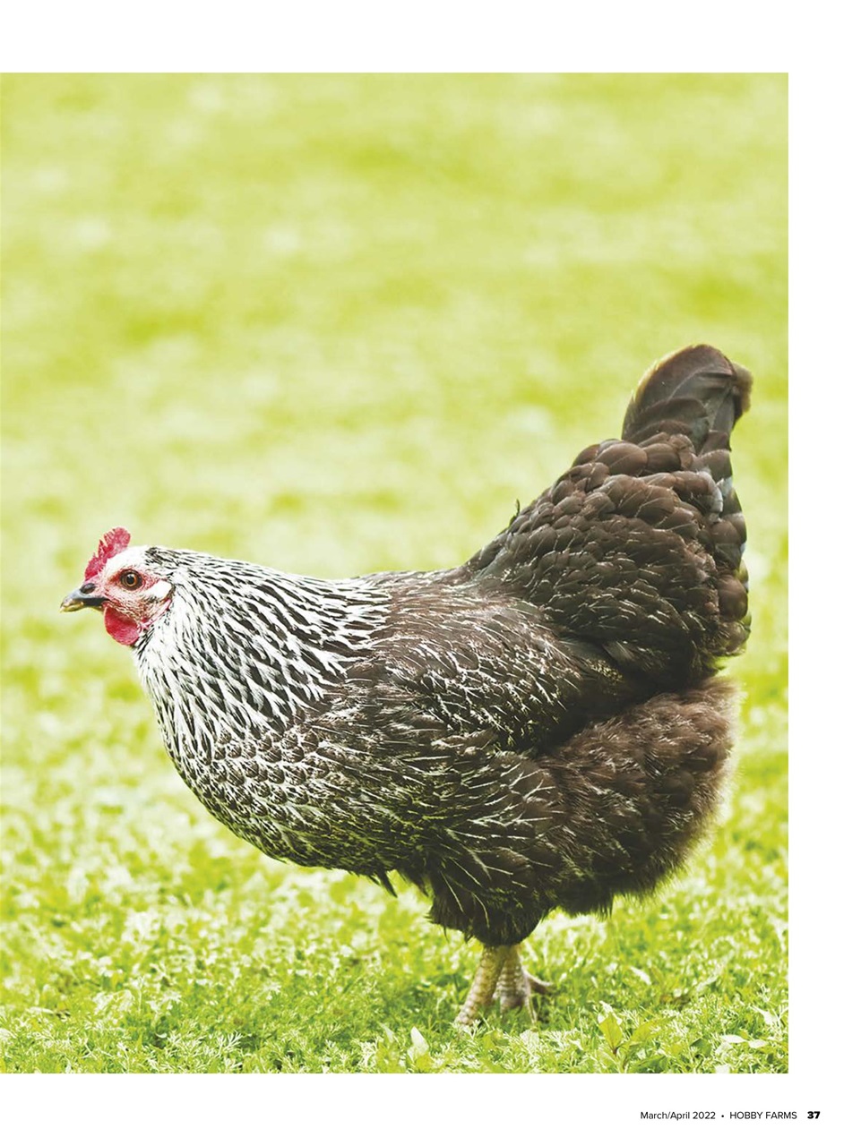 Hobby Farms Magazine Preview Pages
