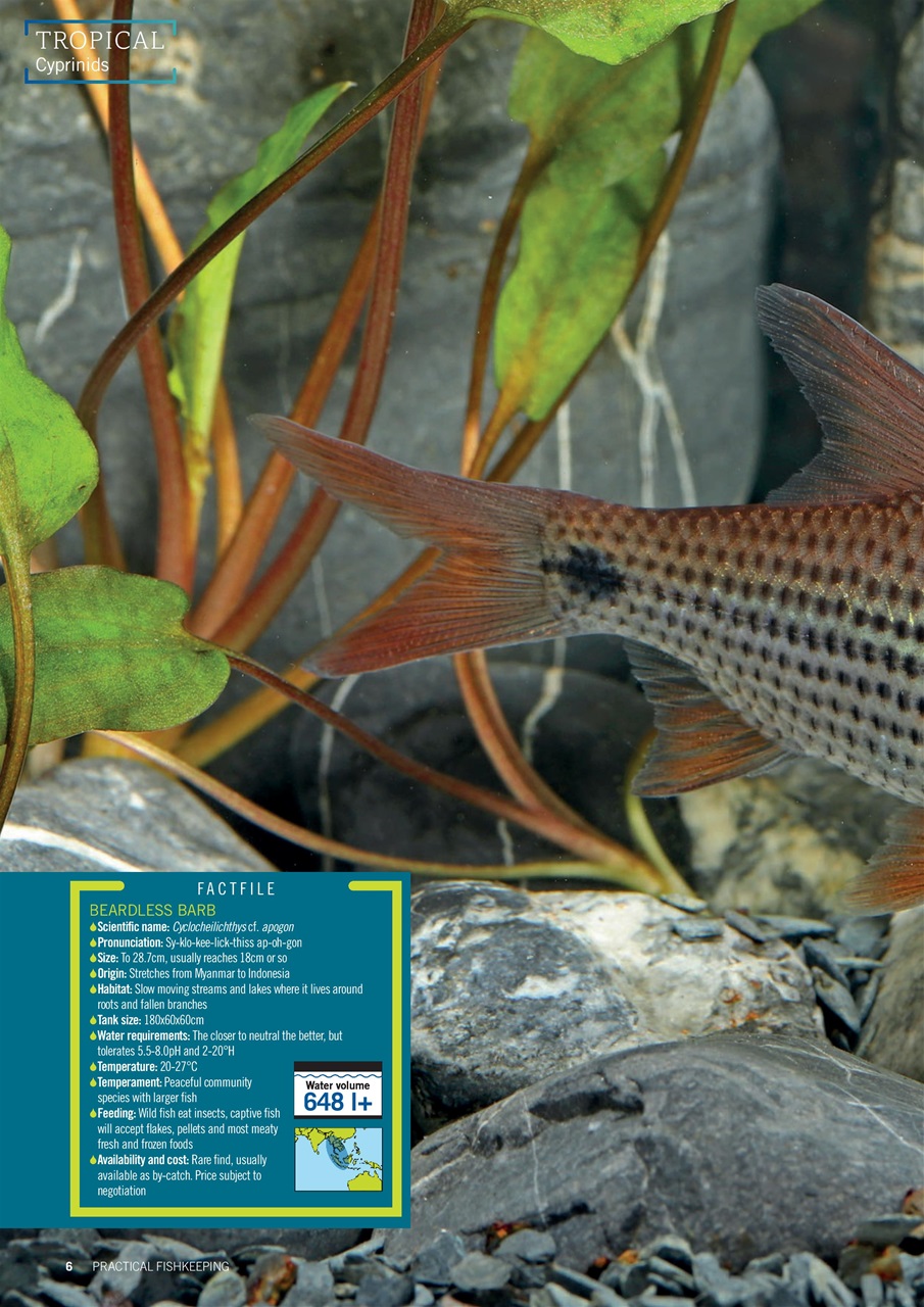 Practical Fishkeeping Preview Pages