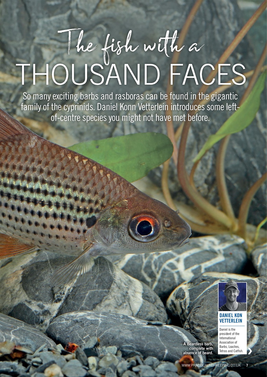 Practical Fishkeeping Preview Pages