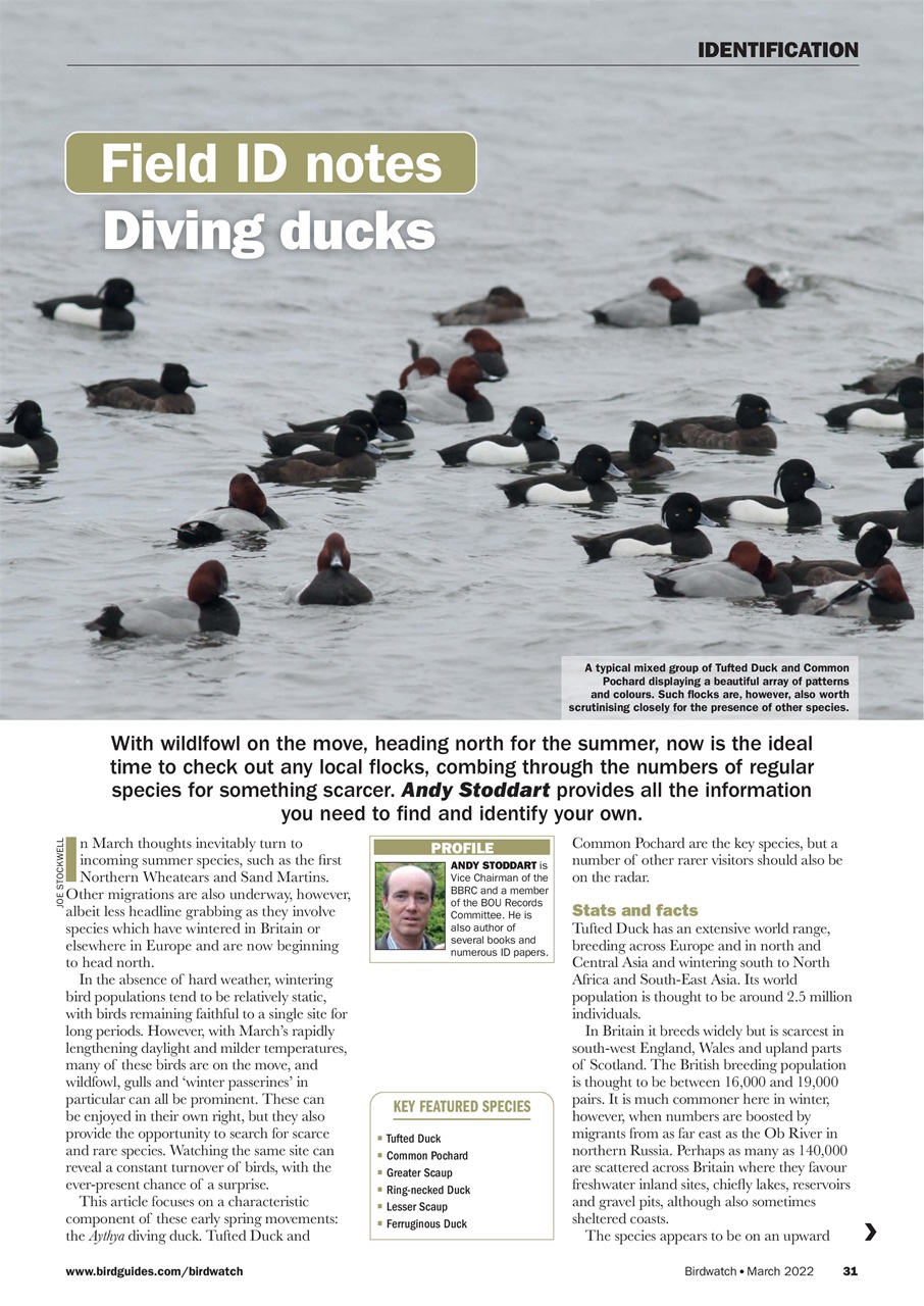 Birdwatch Magazine Preview Pages