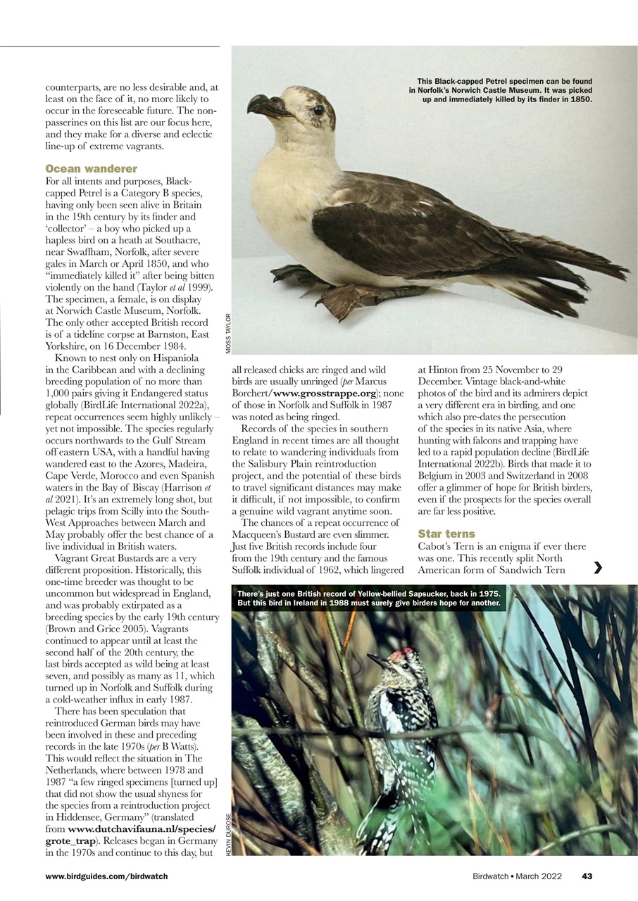 Birdwatch Magazine Preview Pages