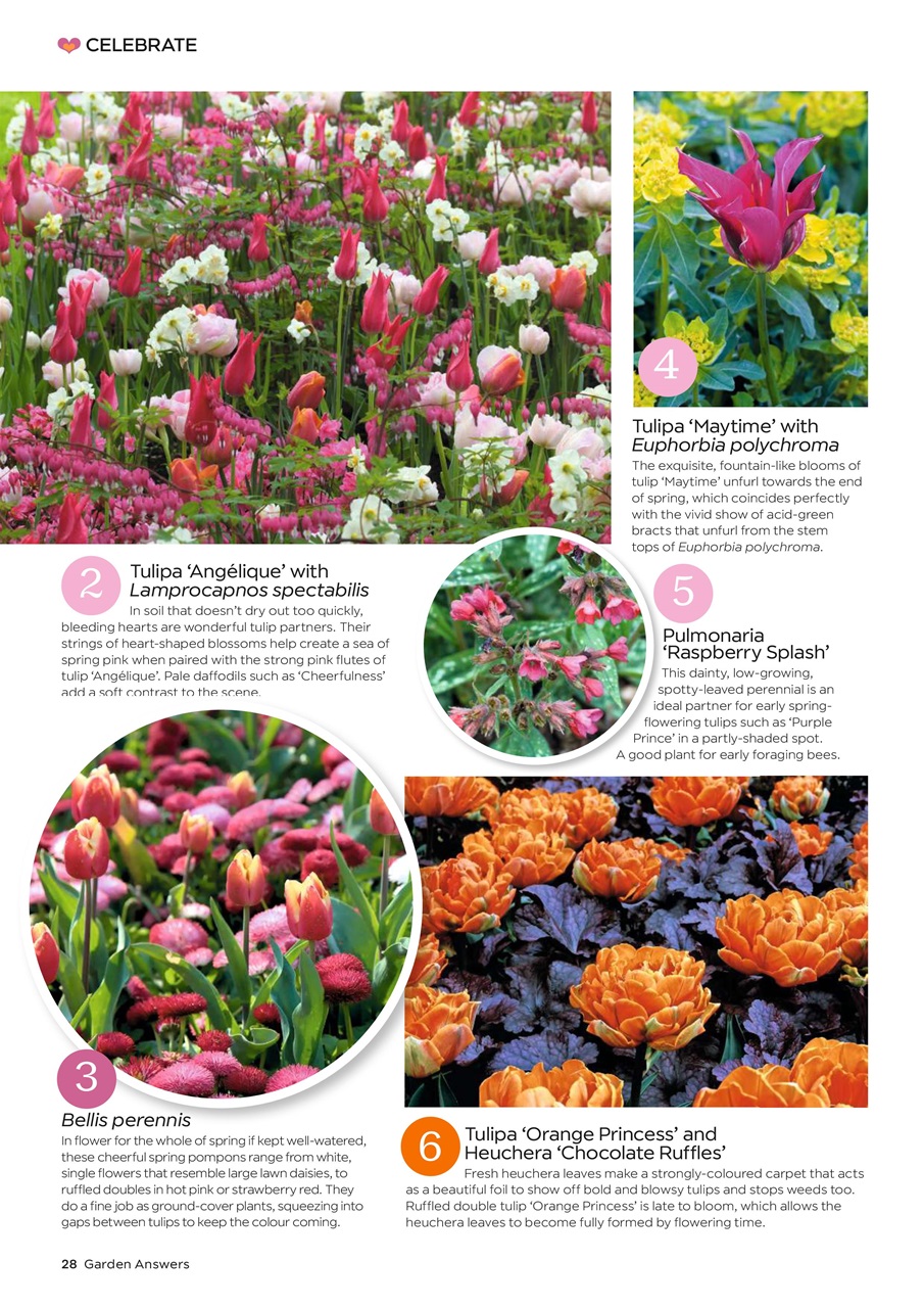 Garden Answers Preview Pages