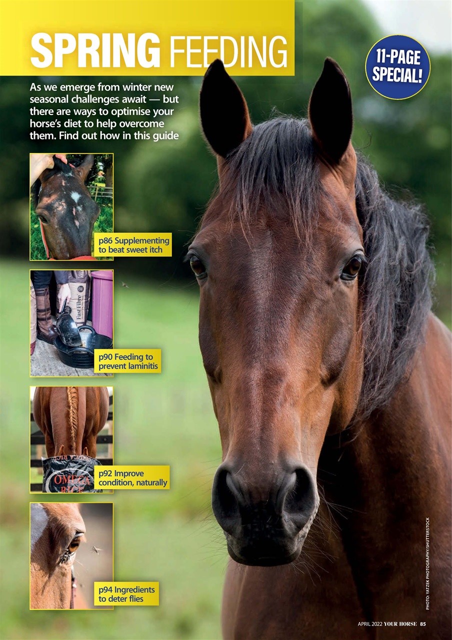 Your Horse Preview Pages