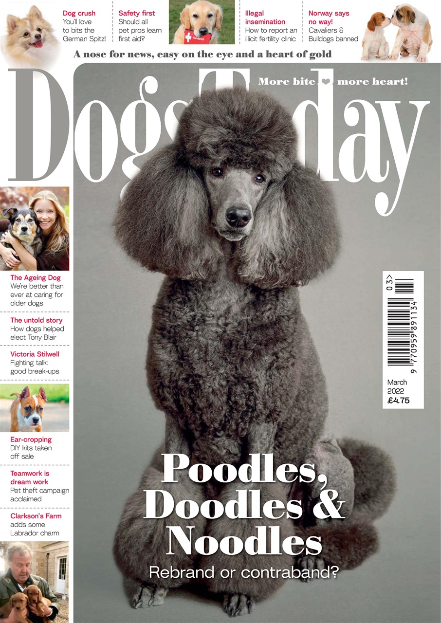 Dogs Today Magazine Preview Pages