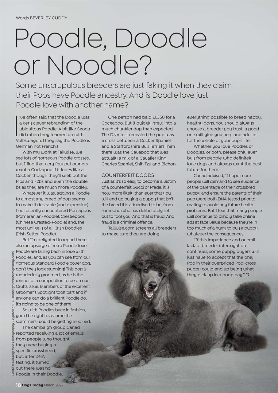 Dogs Today Magazine Preview Pages