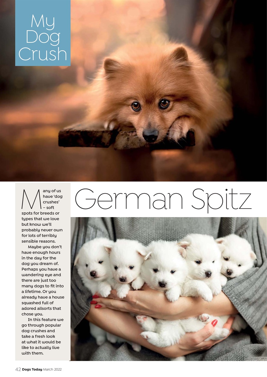 Dogs Today Magazine Preview Pages