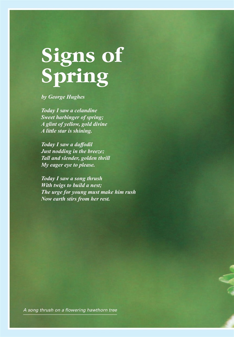 Evergreen Preview Pages