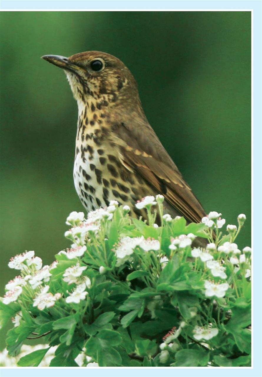 Evergreen Preview Pages