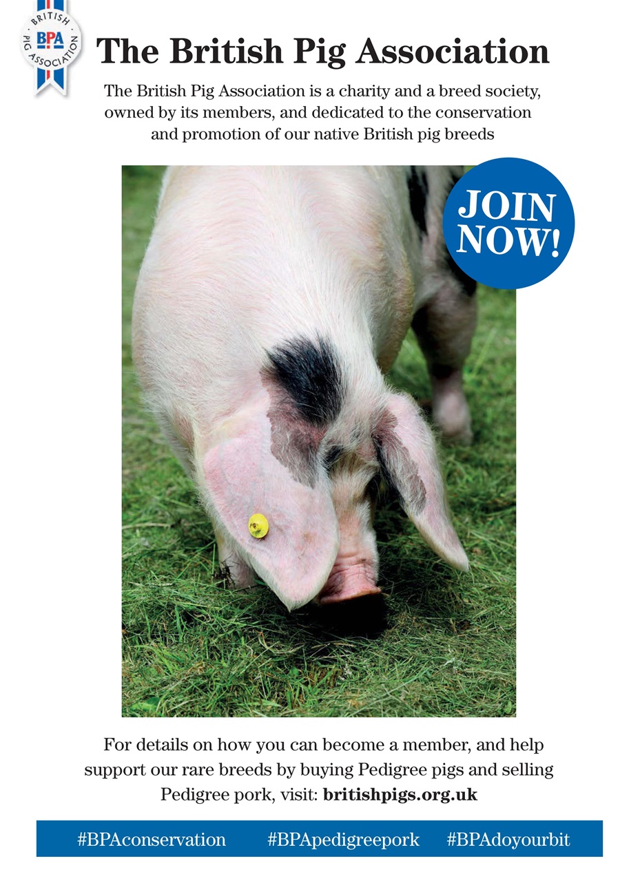 Practical Pigs Preview Pages