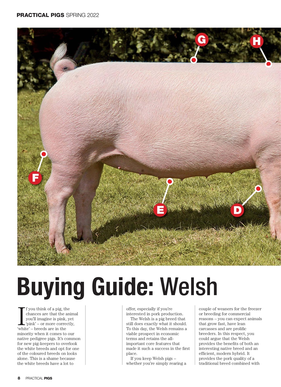 Practical Pigs Preview Pages